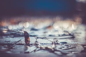 В путь за весной В путь за весной