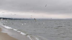 Маленькая серая птичка