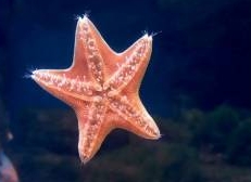 Притча про морские звезды